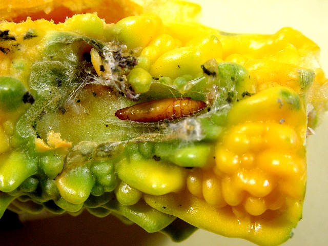 ニガウリの食害痕2