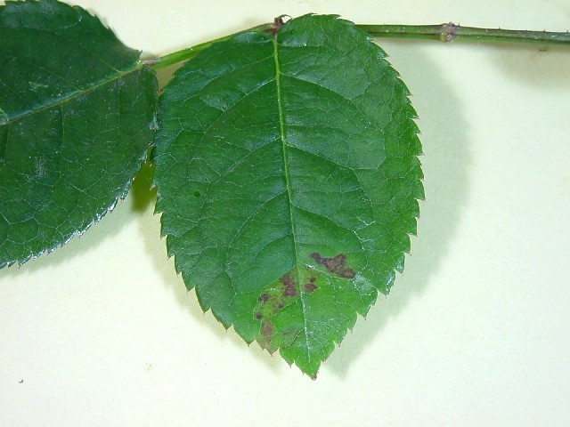 baraudonko01