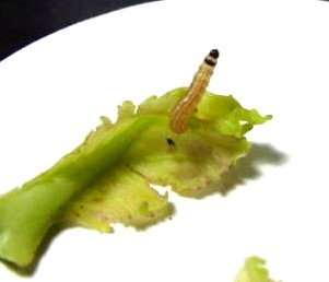 幼虫2