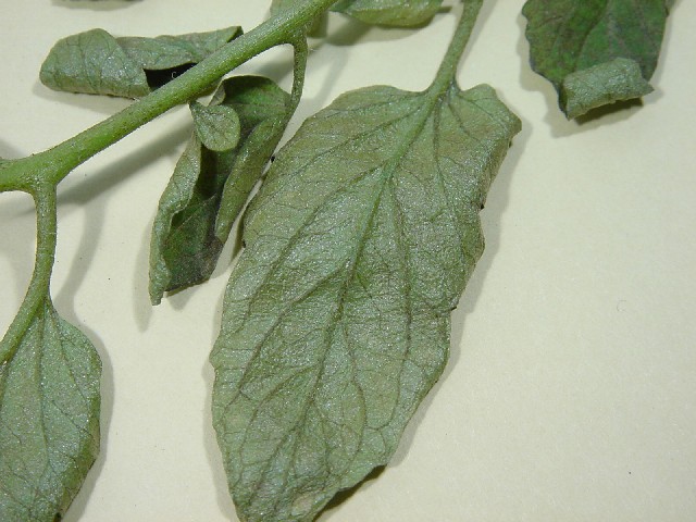 tomatosabidanihigai