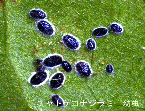 チャトゲコナジラミ幼虫1