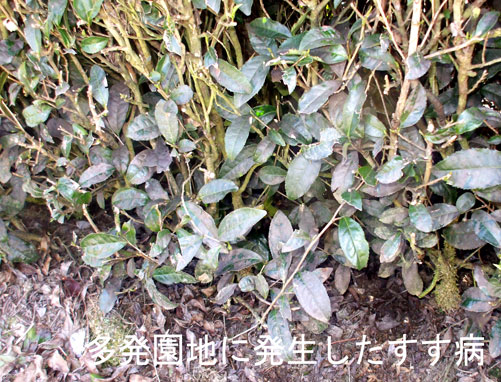 チャトゲコナジラミ被害1