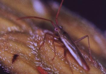 アカヒゲホソミドリカスミカメ成虫1