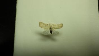 イネヨトウ成虫2