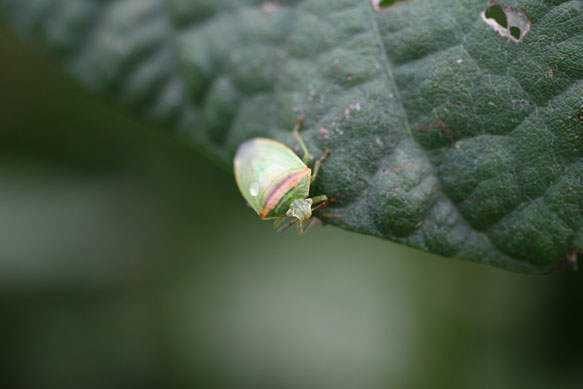 イチモンジカメムシ成虫1