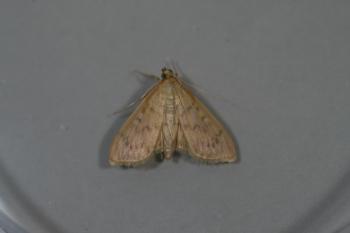 ウコンノメイガ成虫1