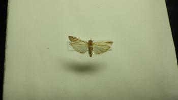 シロイチモジマダラメイガ成虫1