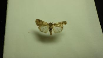 シロイチモジヨトウ成虫2
