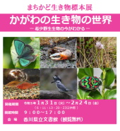 まちかど生き物標本展