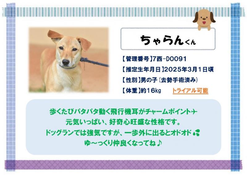 ちゃらん