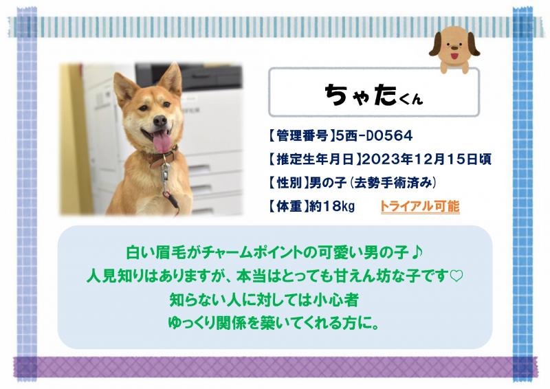 ちゃた