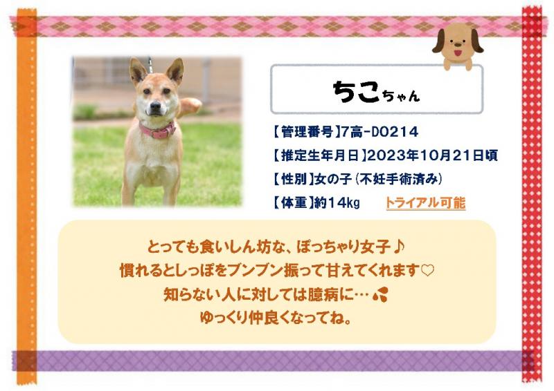 ちこ