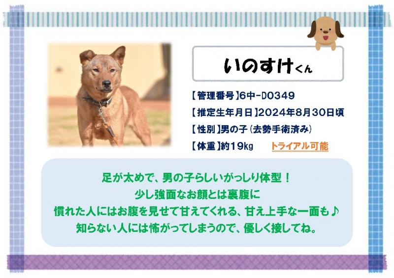 いのすけ