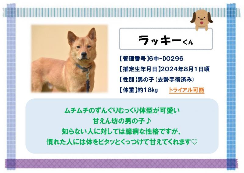 ラッキー