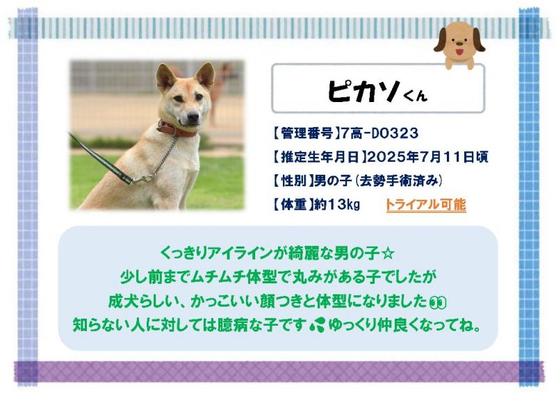 ピカソ