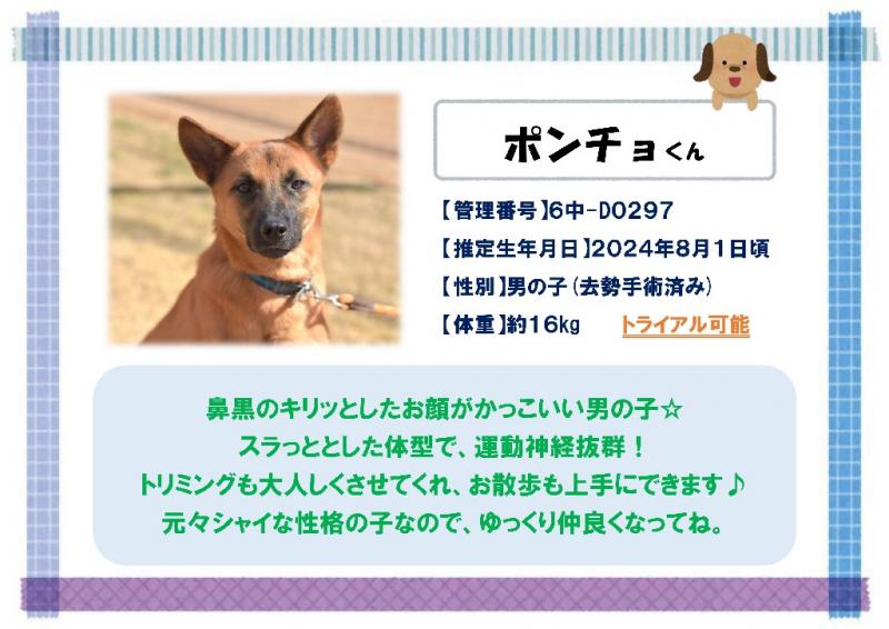 ポンチョ