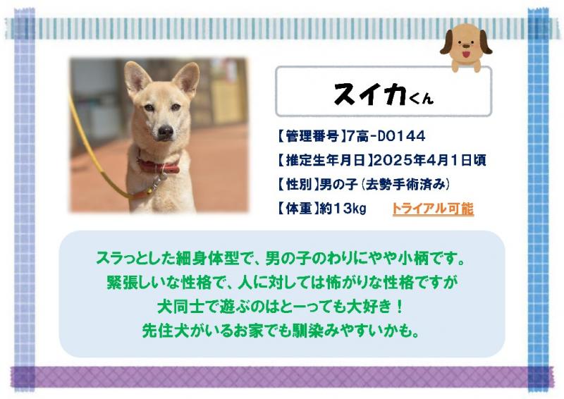 スイカ