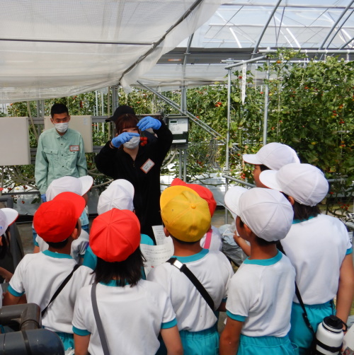 学生がミニトマトの収穫説明