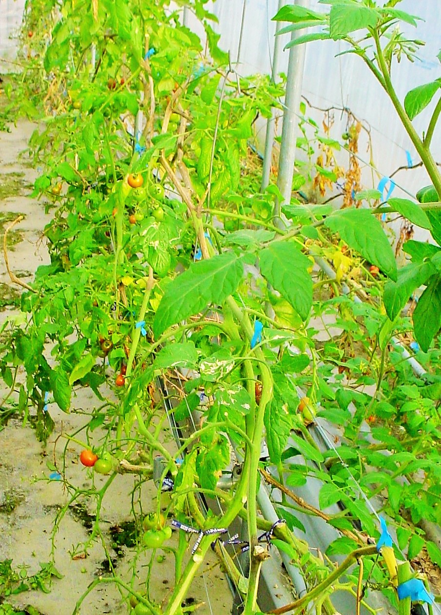 1tomatoeki