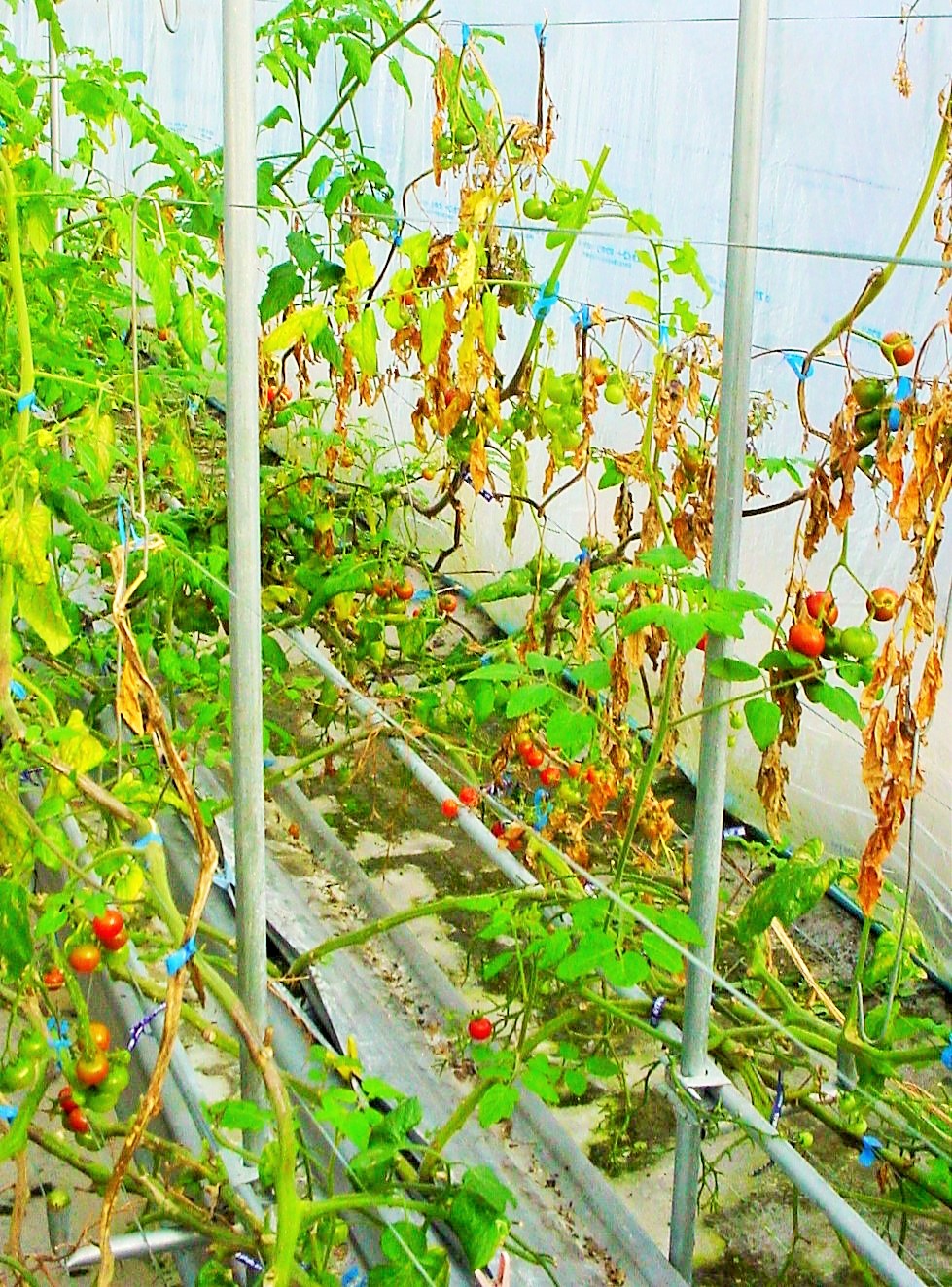 2tomatoeki