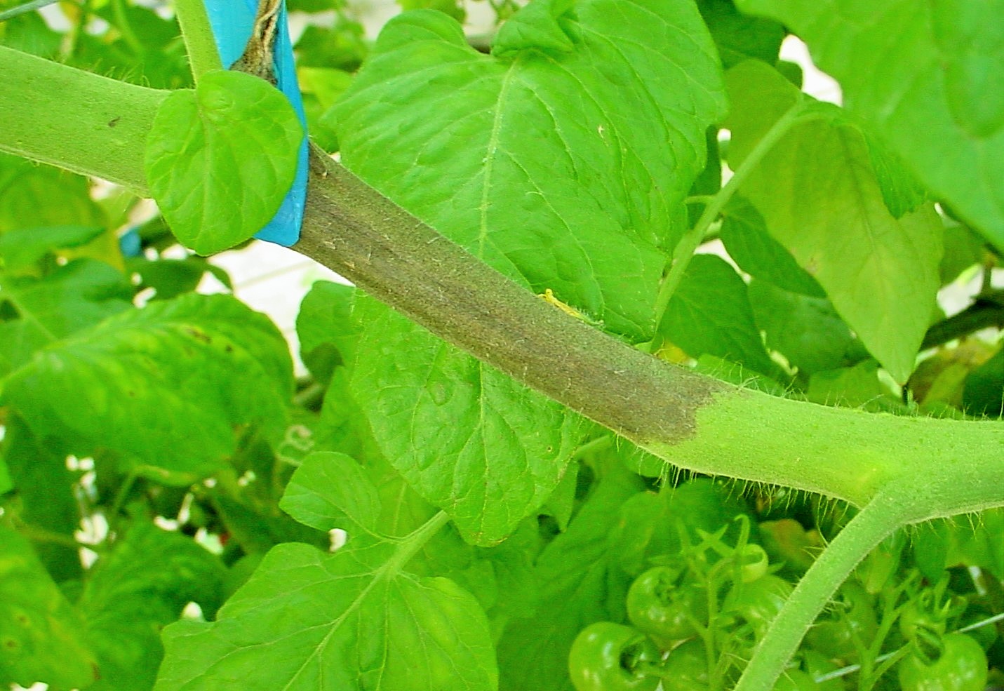 4tomatoeki
