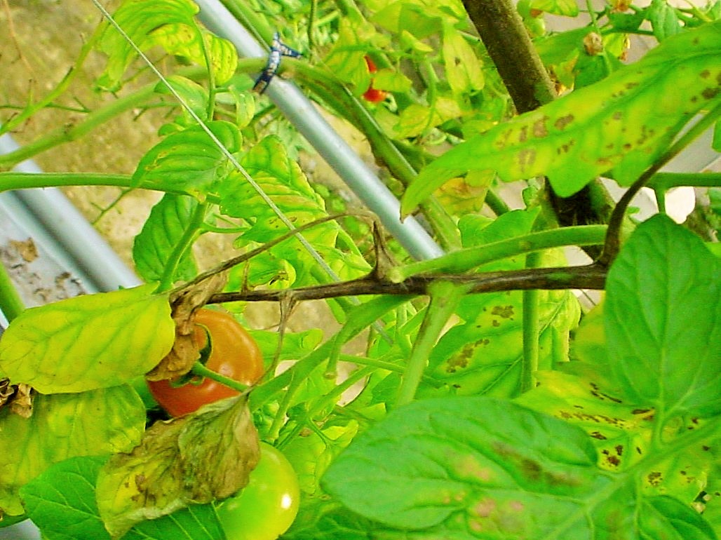5tomatoeki