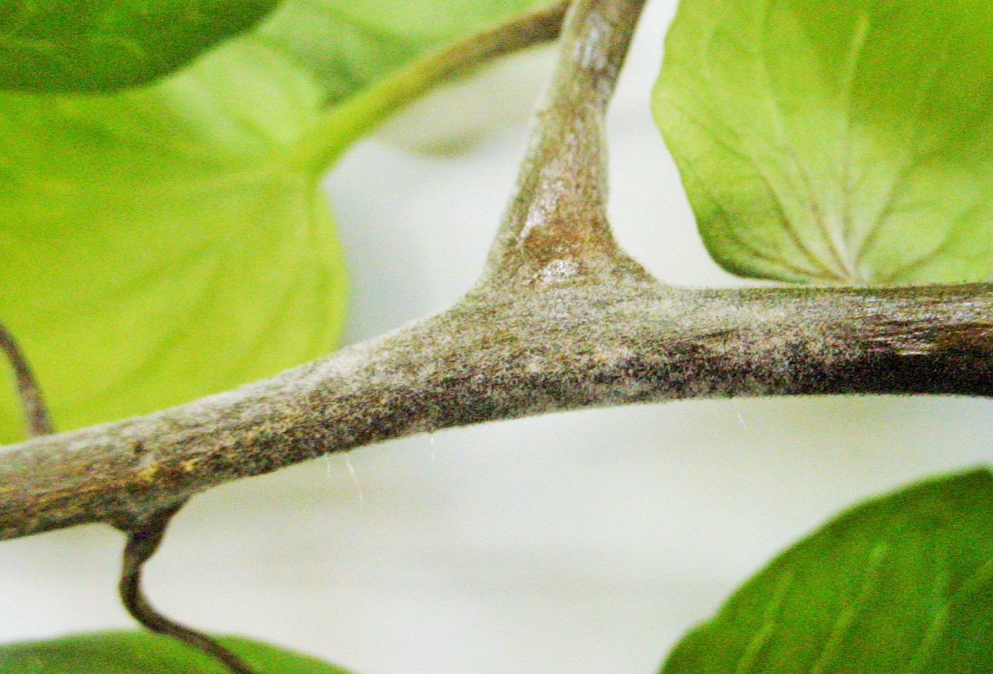 6tomatoeki