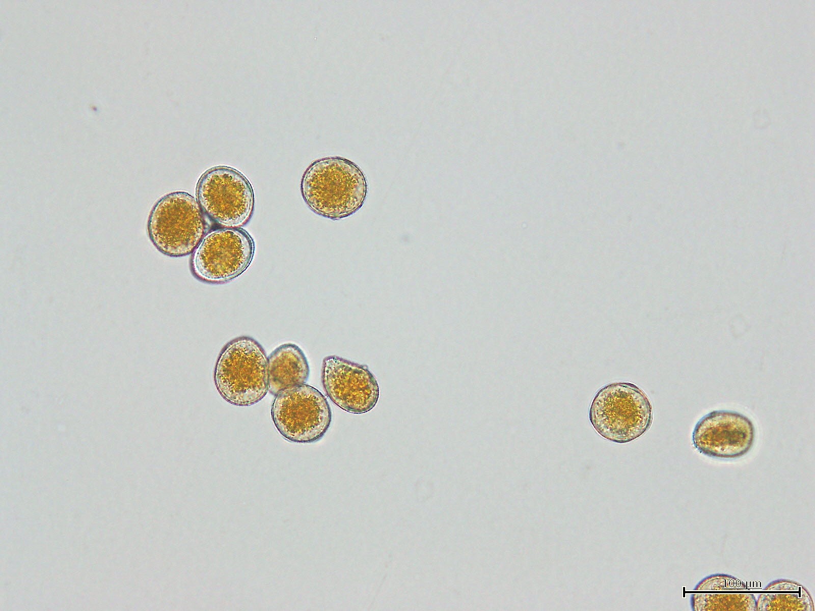 4negisabi
