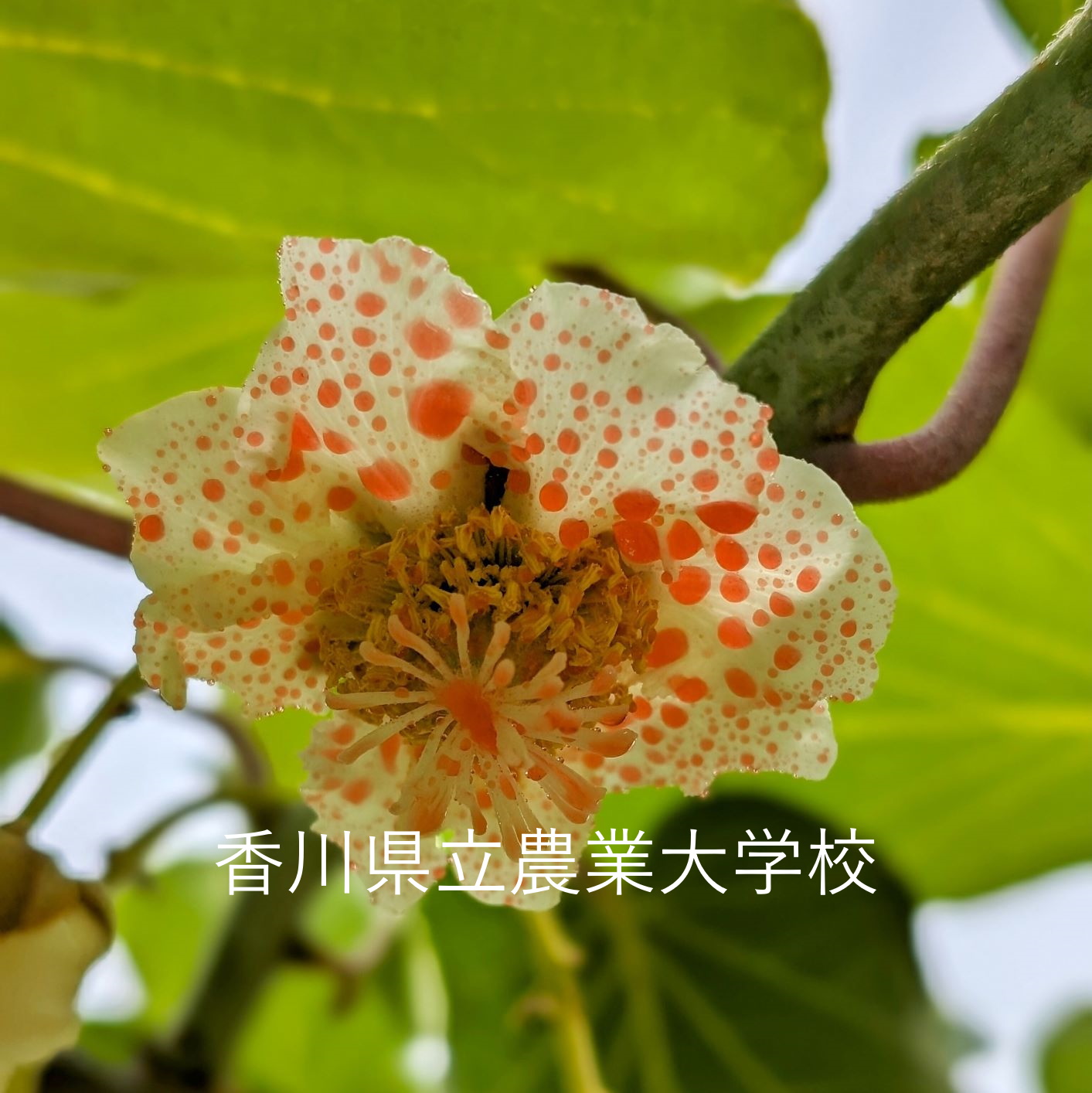 キウイフルーツ