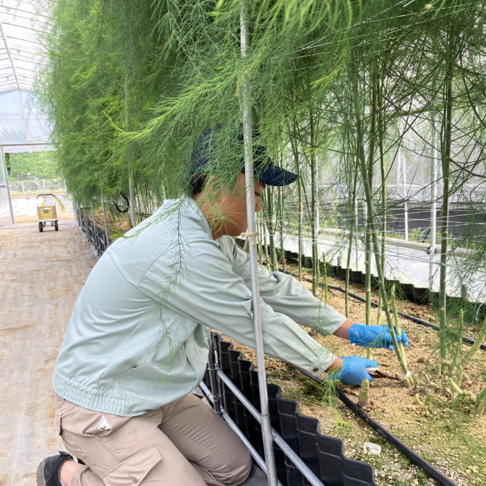 6月8日野菜園芸
