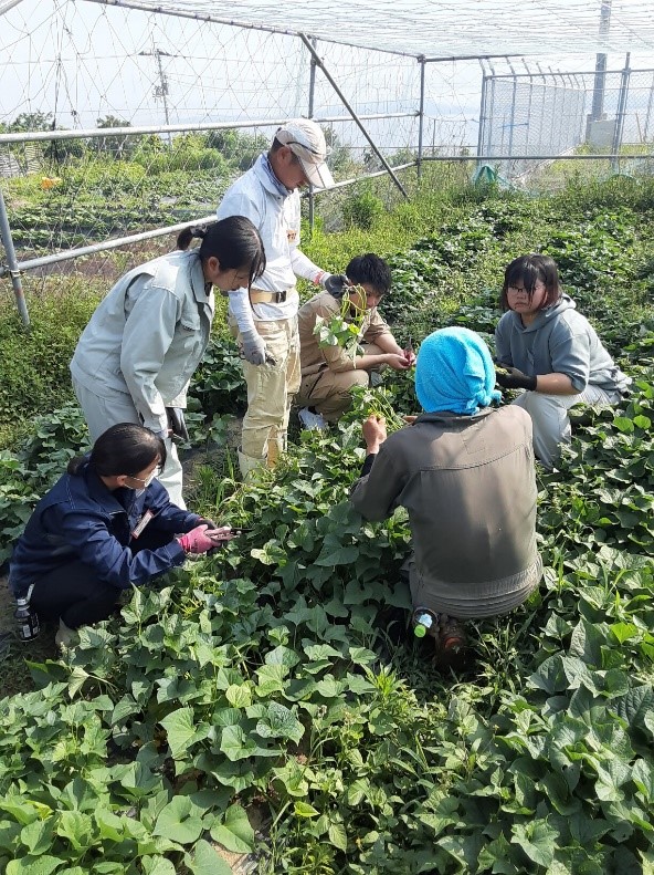 つる回収