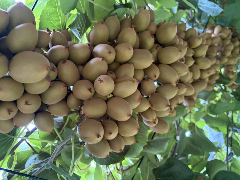 kiuikko tree