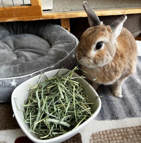 うさぎのおもちちゃんがえさをたべている様子写真