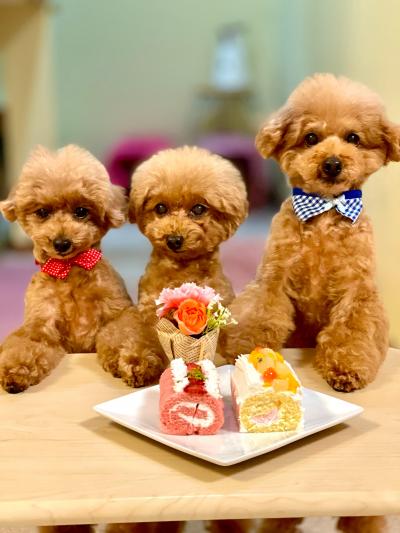トイプードルのはなちゃん・ぐりちゃん・ぐらちゃんケーキの前での写真