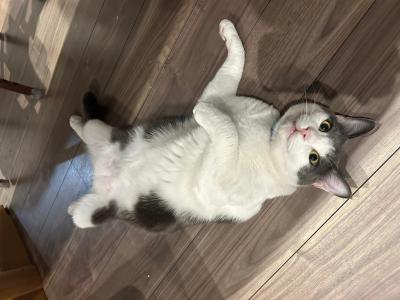 おなかをみせる猫のチップちゃん写真