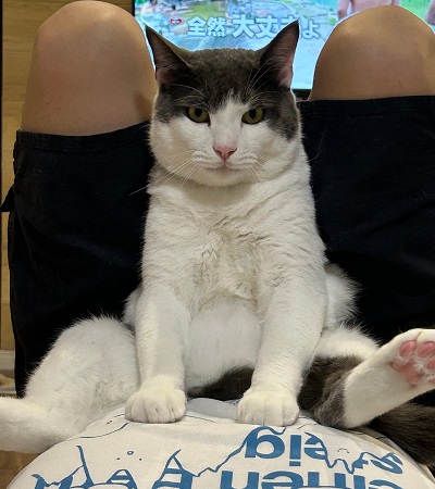 飼い主さんの上にすわるチップちゃんの写真
