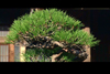 The Japanese art of bonsai