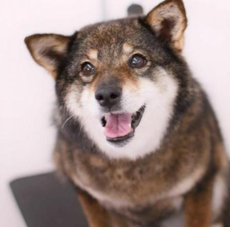 犬のごんたちゃんのアップ写真