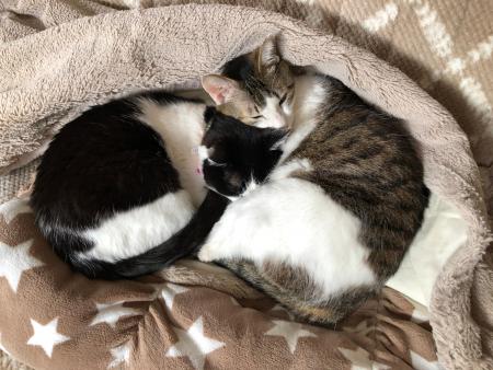 猫のほるちゃんとぐるちゃんが仲良く寝ている写真