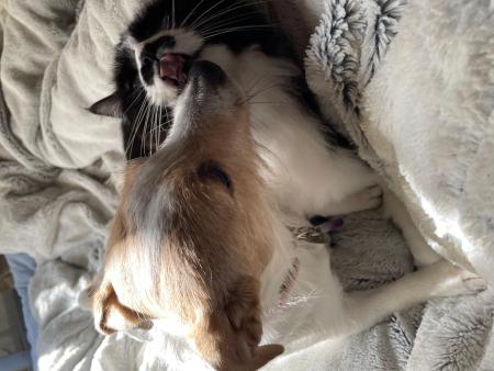 ジャックラッセルテリアの愛音ちゃんと妹分の猫の写真
