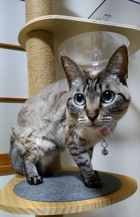 キャットタワーから気になるものを見ている写真