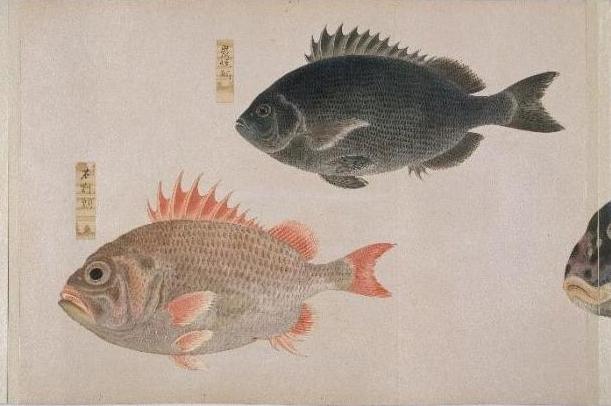 香川県指定有形文化財「高松松平家博物図譜」のうち「衆鱗図」