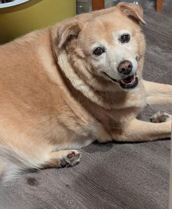 目がばっちり開いているときの犬のさぬこちゃん