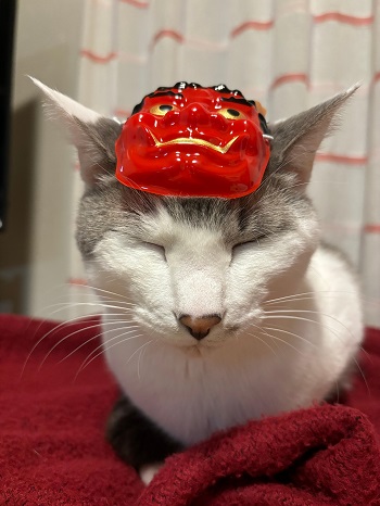 節分の時にとった猫のもんちゃん写真