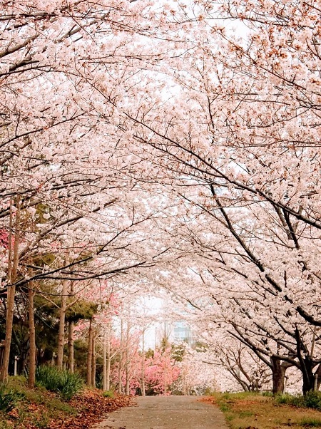 桜並木の写真