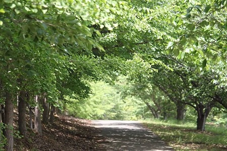 新緑の小道の写真