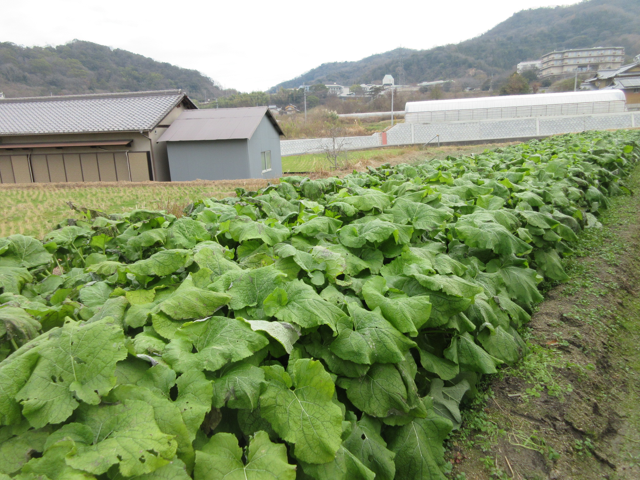 【圃場】