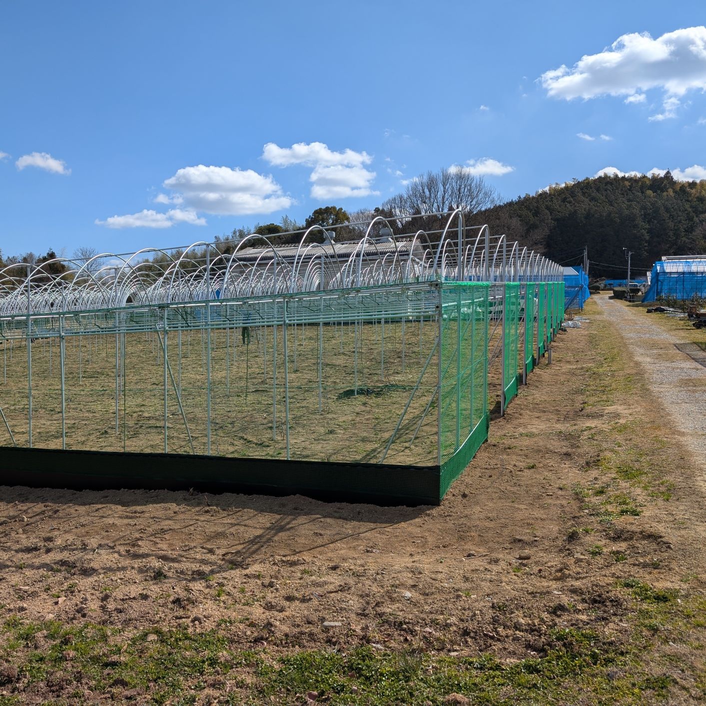 ブドウ園ハウス施工完了