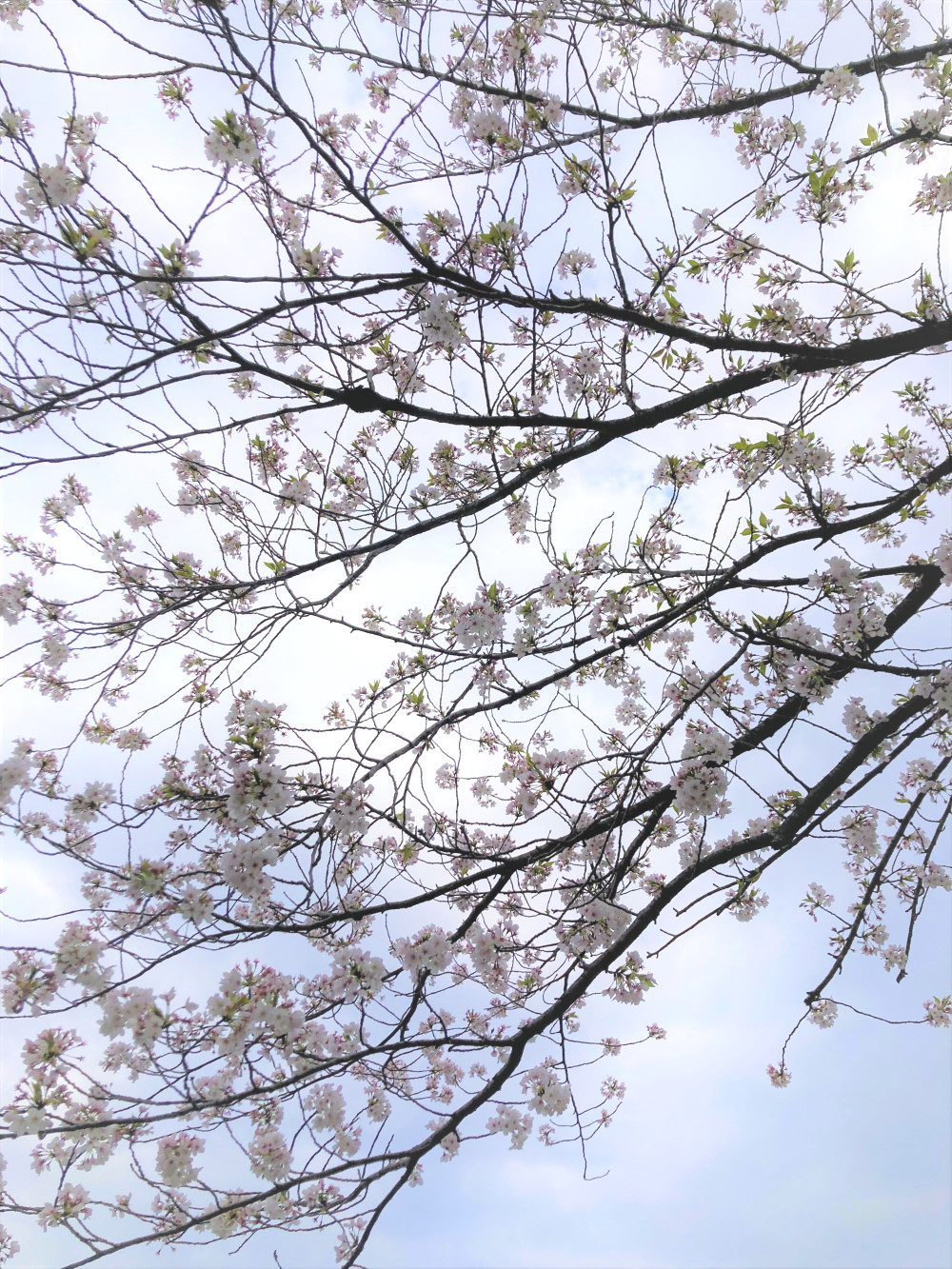 入学を彩る桜