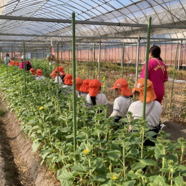 ヒマワリの収穫体験